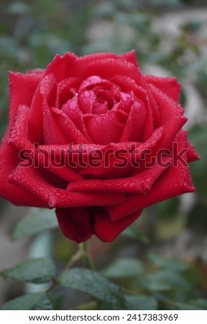 Very attractive red rose is captured with dew drops in a foggy winter morning.
