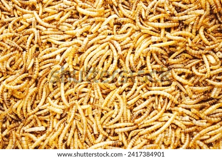 A Background of Dried Meal Worms Royalty-Free Stock Photo #2417384901