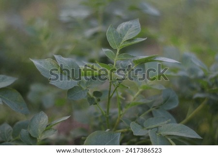 A picture of a potato plant