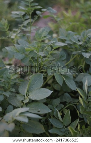 A picture of a potato plant