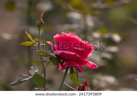 Rose flower with diffuse background aginst sunlight enhance photo.