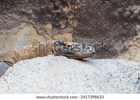 Formidable Komodo Dragon (Varanus komodoensis) observed in its natural habitat on Komodo Island.  Royalty-Free Stock Photo #2417398633