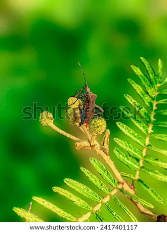 Florida leaf-footed bug insect on flower with blur background