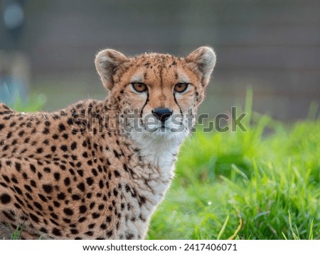 Cheetah in Yorkshire Wildlife Zoo, UK