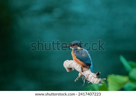 Kingfisher feeding in High Batts nature reserve Royalty-Free Stock Photo #2417407223