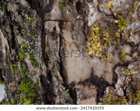 Green moss in the form of small stars sits comfortably on the bark of an apple tree. Close-up with space for text. Blurred background. Real live photo.