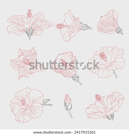 Outlined hibiscus flowers set. Vector hibiscus. hibiscus flowers drawing vector illustration