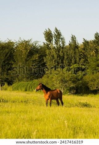 
Brown horse in the field
