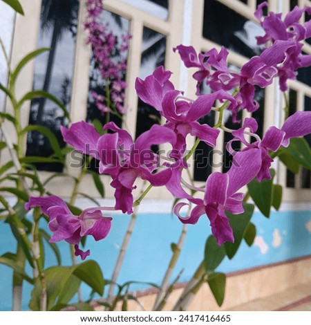 Make your background attractive with a picture of a Purple Orchid 