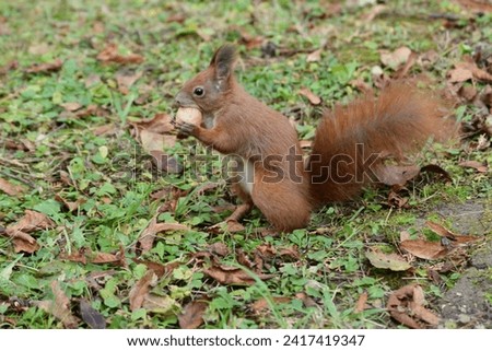 Eurasian red  Squirrel shells and eats nuts in the autumn leaf