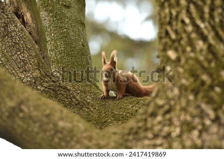 
Eurasian red Squirrel climbs the leaves on the ground in the forest and looks for food
