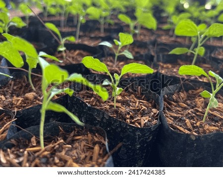 selective focus on the small tree growing in the seedling bag. Nursery stage of plant at the farm Royalty-Free Stock Photo #2417424385