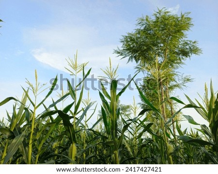 Green Corn Field with blue clouds background in the morning, young corn trees for graphic design, poster, banner