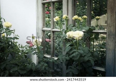 Beautiful rose garden in summer, stock photo
