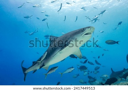 Tiger shark (Galeocerdo cuvier) surrounded by fish, just under the surface. Fuvahmulah, Maldives, March Royalty-Free Stock Photo #2417449513