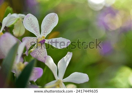 White with Purple Dotted Vanda Orchid Flowers in the Garden, shallow depth of field.