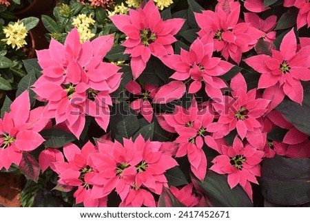 pink, white, red gorgeous poinsettia christmas plant leaves , plants in the garden