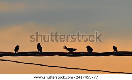 image in panoramic format with the silhouette of five sparrows perched on power cables during twilight, in the background orange clouds under a blue sky. Royalty-Free Stock Photo #2417453777