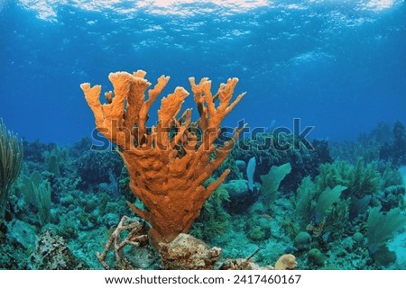 staghorn coral ,Acropora cervicornis is a branching, stony coral  Royalty-Free Stock Photo #2417460167