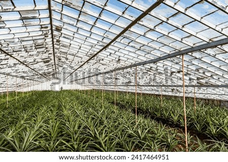 Inside glass greenhouse with rows of organic pineapples. Traditional pineapple plantation on Sao Miguel island, Azores, Portugal Royalty-Free Stock Photo #2417464951