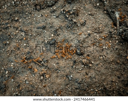 a group of red fire ants walking on the ground 