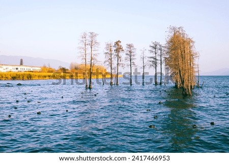 Water forest, ducks swimming in the lake, Dali, Yunnan, China