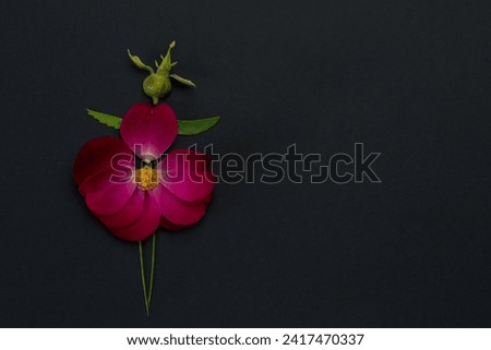 female figure made from red rose flower petals, isolated on black background