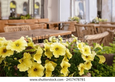 Mixed petunia flowers. Petunias in Floral Detail Background Image. flowering white and yellow petunia in pot.Potted seasonal full bloom flowers on terrace, garden, in the street cafe.