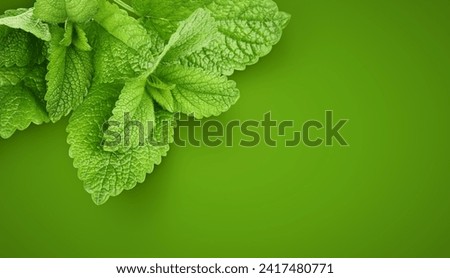 Fresh leaves of Melissa Mint. Organic herbs ingredient for mojito drink on green background. Herbal natural design with copyspace place text Royalty-Free Stock Photo #2417480771