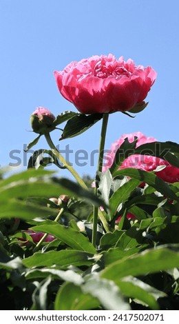 Beautiful pink peony flowers on blue sky  in garden as floriculture collection. Royalty-Free Stock Photo #2417502071