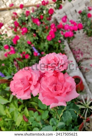 Beautiful Roses of pleasant colours.