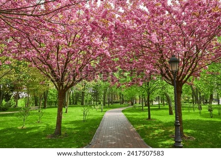 Beautiful spring landscape with blooming sakura trees in the park