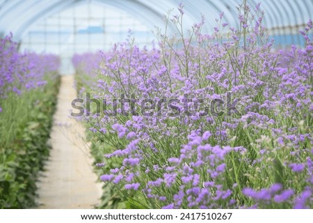 Lavender flowers plants growing in greenhouse in Hokkaido, Japan