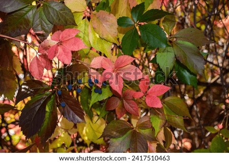 Red leaves of a wild grapes. Autumn leaves of wild grapes with blurred background. Autumn background. Selective focus.