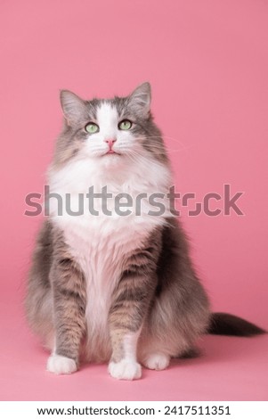 Cute gray cat on pink background. Monochrome background with space for text. Postcard with cat for Valentine's Day, spring, women's day. Vertical photo