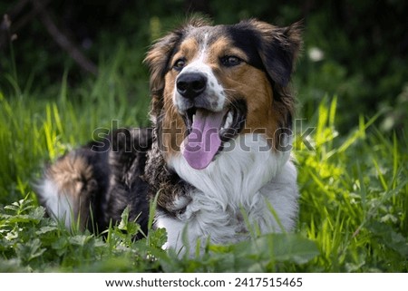 Tri colour border collie dog.