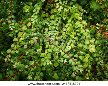 Many crossed brown red thin branches or twigs of snowberry (Symphoricarpos, waxberry, ghostberry) with wet green leaves covered with raindrops (water drops) in summer. Natural foliate background Royalty-Free Stock Photo #2417518321