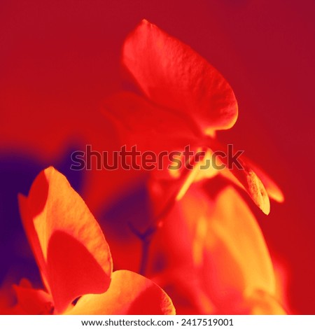 Blooming colored orchids, flowering plants, natural background, red and orange photography