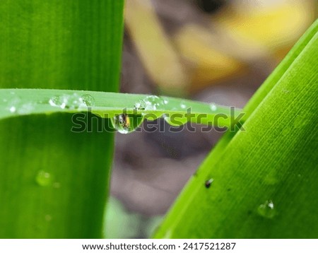 background, backgrounds, beautiful, beauty, bright, bubble, clear, climate, close, close-up, closeup, condensation, dew, dewdrop, drop, droplet, environment, environmental, fresh, freshness, garden, 