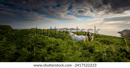 two wild horses and sunset - England Royalty-Free Stock Photo #2417522223