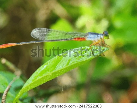 animal, antenna, baby dragonfly, background, beautiful, beautiful bangladesh, beauty, beauty of nature, bug, butterfly of bangladesh, close up, closeup, color, colorful, colour, damselfly, detail, 