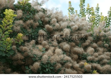 Cotinus coggygria, syn. Rhus cotinus, the European smoketree, Eurasian smoketree, smoke tree, smoke bush, Venetian sumach, or dyer's sumach, is a species of flowering plant in the family Anacardiaceae Royalty-Free Stock Photo #2417525503