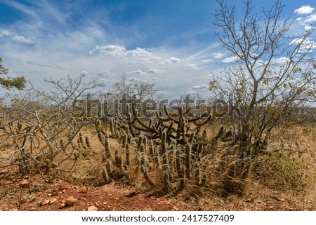 Cactus, rocks and typical vegetation of the Brazilian Caatinga Biome in Paraiba State, Brazil. Royalty-Free Stock Photo #2417527409