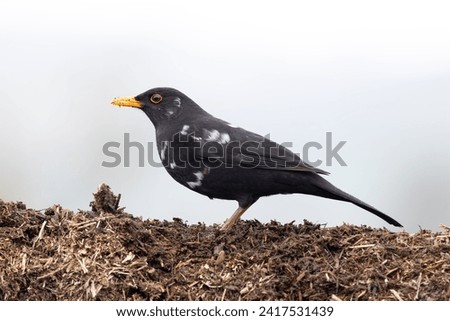 portrait of a leucistic blackbird. Wales.