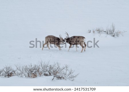 Two bucks engaged in a battling clash of antlers within a snow-covered field, deep in the heart of the American Midwest of Wyoming. The midday sun casts a subtle glow across the pristine snow