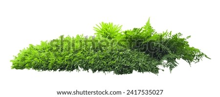 Tropical plant fern bush shrub tree isolated on white background with clipping path.	
 Royalty-Free Stock Photo #2417535027