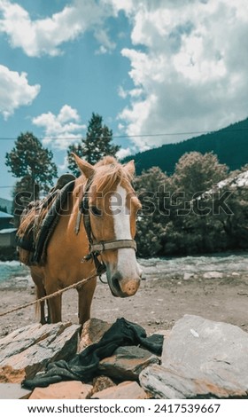 Beautiful shot of a horse in mountains 