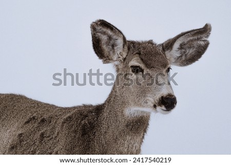Fourth portrait of a bushy-haired doe against the pristine backdrop of snow. A high-quality image capturing the doe in remarkable detail with fine textures of fur and facial features. Royalty-Free Stock Photo #2417540219