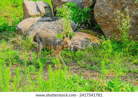 The Patagonian mara Dolichotis patagonum is a relatively large rodent in the mara genus Dolichotis. It is also known as the Patagonian cavy or Patagonian hare Royalty-Free Stock Photo #2417541781