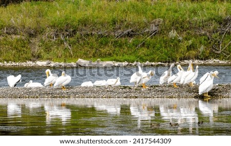 Group of american white pelicans